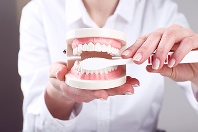 A person s hand holding a dental model with open mouth, showcasing teeth alignment tools.